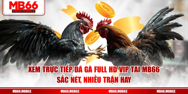 Xem trực tiếp đá gà Full HD VIP tại MB66 sắc nét, nhiều trận hay