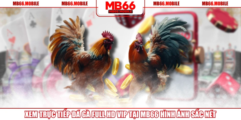 Xem Trực Tiếp Đá Gà Full HD VIP Tại MB66 Hình Ảnh Sắc Nét